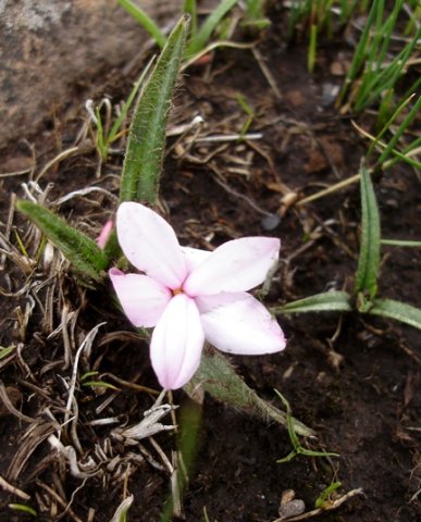 Rhodohypoxis baurii var. platypetala
